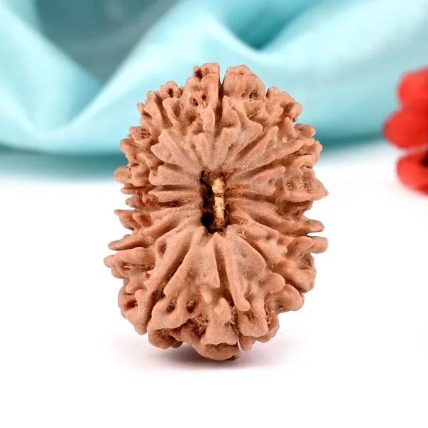Techpandit_13_Mukhi_Nepal_Rudraksha_Bead