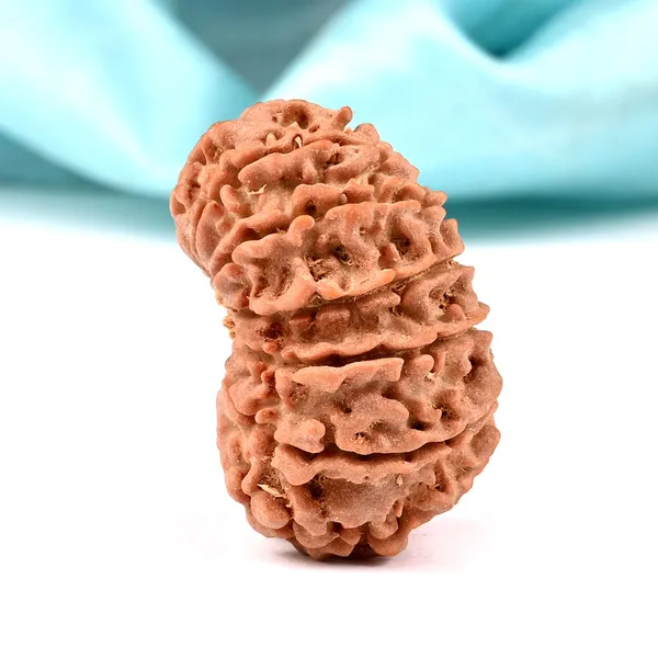 Techpandit_13_Mukhi_Nepal_Rudraksha_Bead