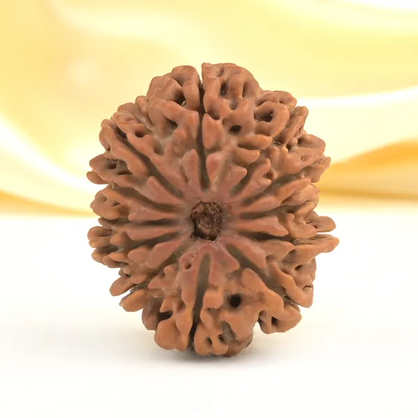 12_Mukhi_From_Nepal_Clxxxvi