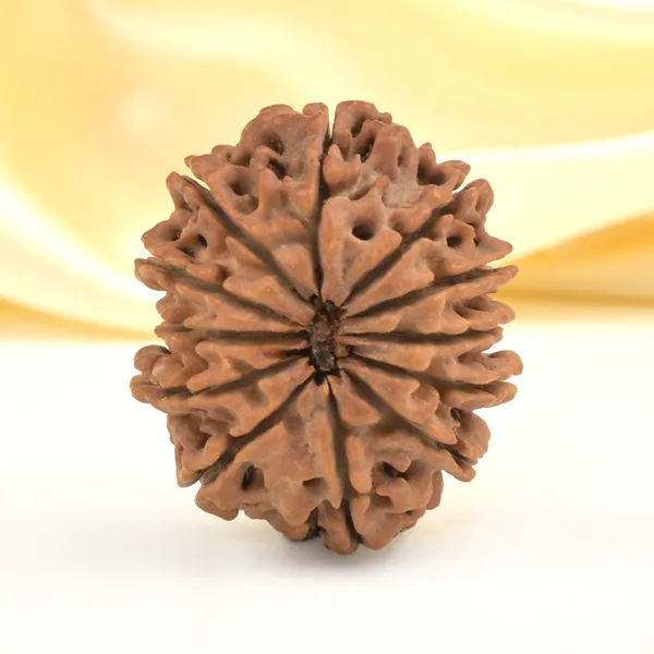 12_Mukhi_From_Nepal_Clxxxvi
