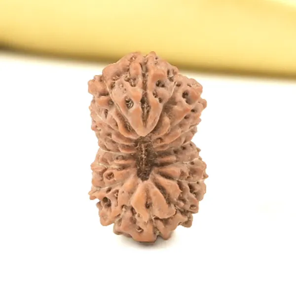 16_Mukhi_From_Java_Indonesia_Small_Clix