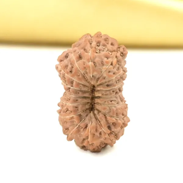 16_Mukhi_From_Java_Indonesia_Small_Clix