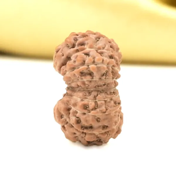 16_Mukhi_From_Java_Indonesia_Small_Clix