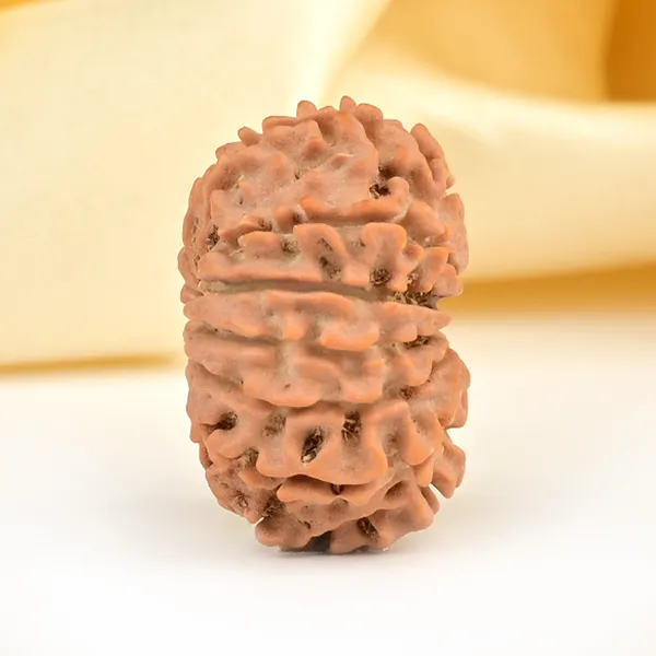 13_Mukhi_From_Nepal_Small_Ccclxxii