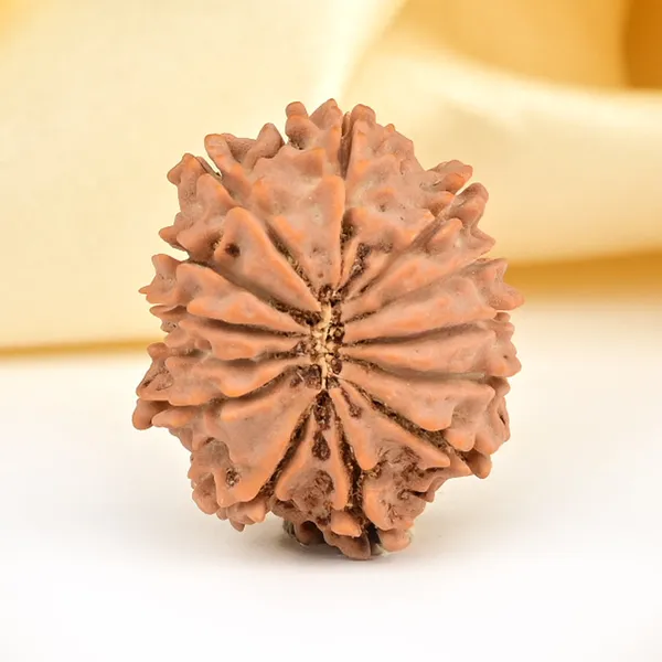 13_Mukhi_From_Nepal_Small_Ccclxxii