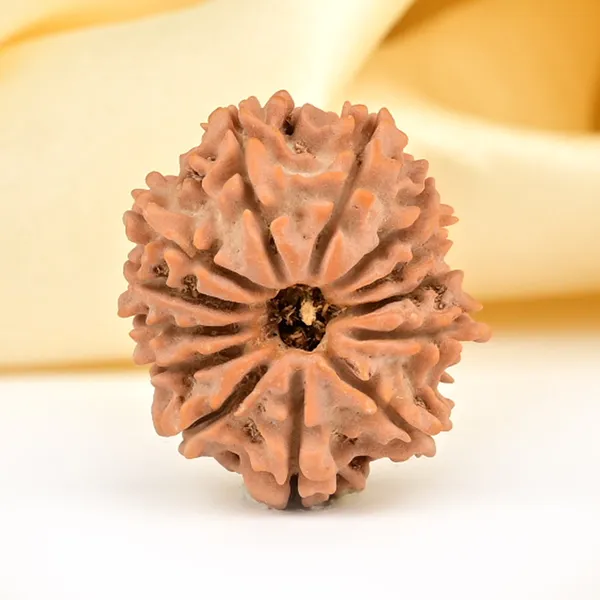 13_Mukhi_From_Nepal_Small_Ccclxxii