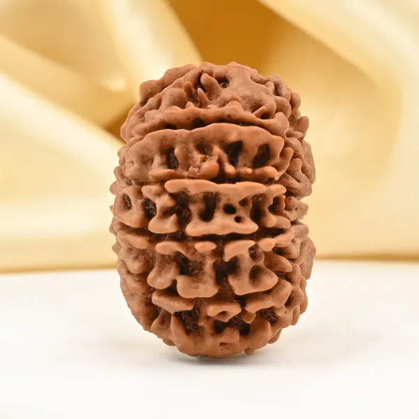 10_Mukhi_From_Nepal_Cccxxi