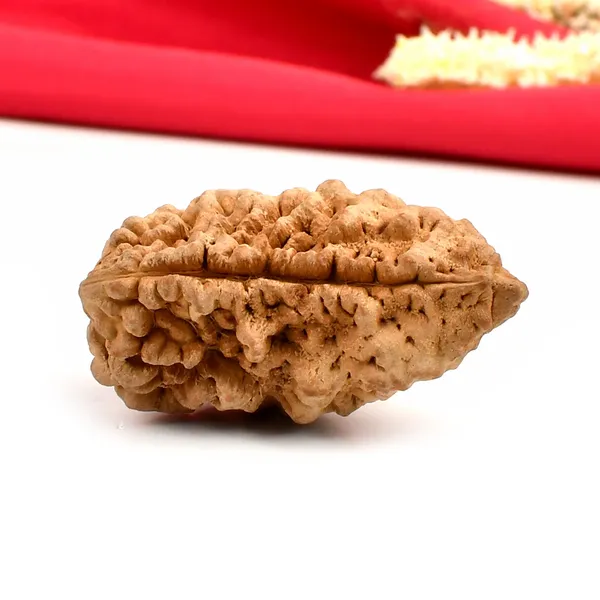 1_Mukhi_Half_Moon_Large_Ii