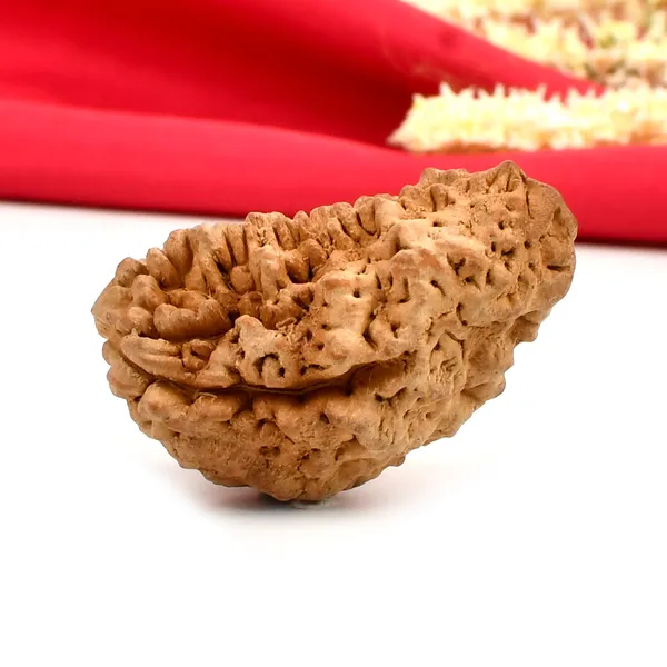 1_Mukhi_Half_Moon_Large_Ii