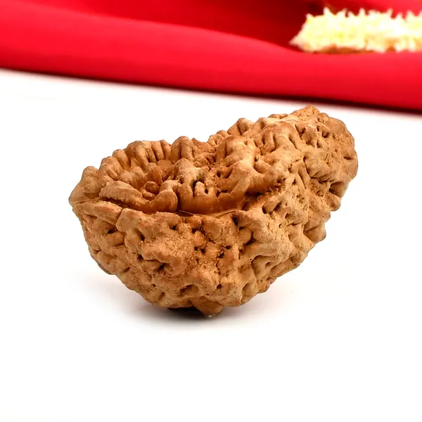 1_Mukhi_Half_Moon_Large_Ii