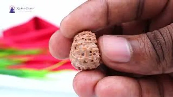 15_Mukhi_From_Java_Indonesia_Large_Cvii