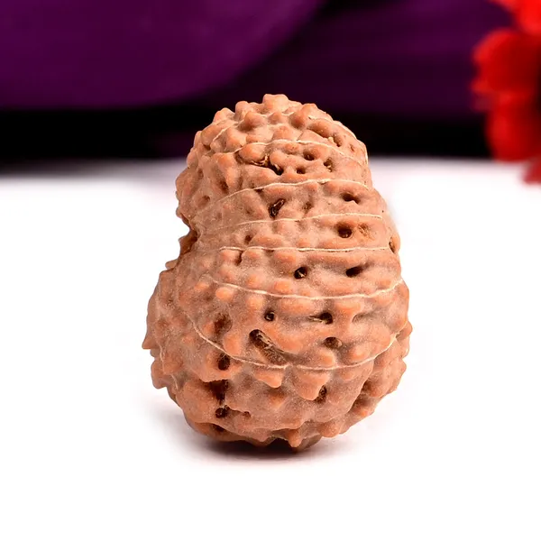 15_Mukhi_From_Java_Indonesia_Large_Cvii