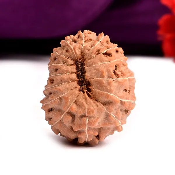15_Mukhi_From_Java_Indonesia_Large_Cvii