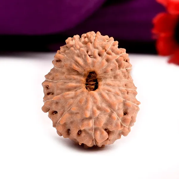 15_Mukhi_From_Java_Indonesia_Large_Cvii