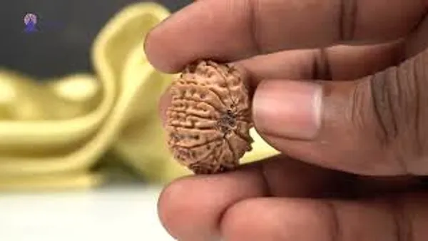 14_Mukhi_From_Nepal_Small_Ccxxi