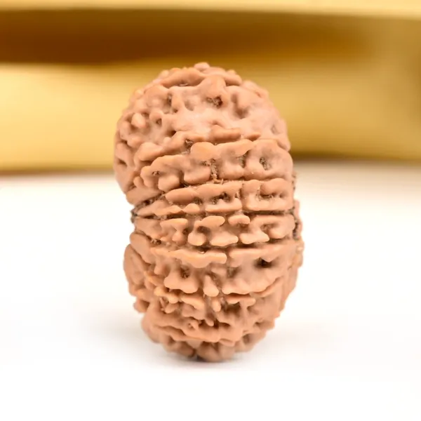 14_Mukhi_From_Nepal_Small_Ccxxi