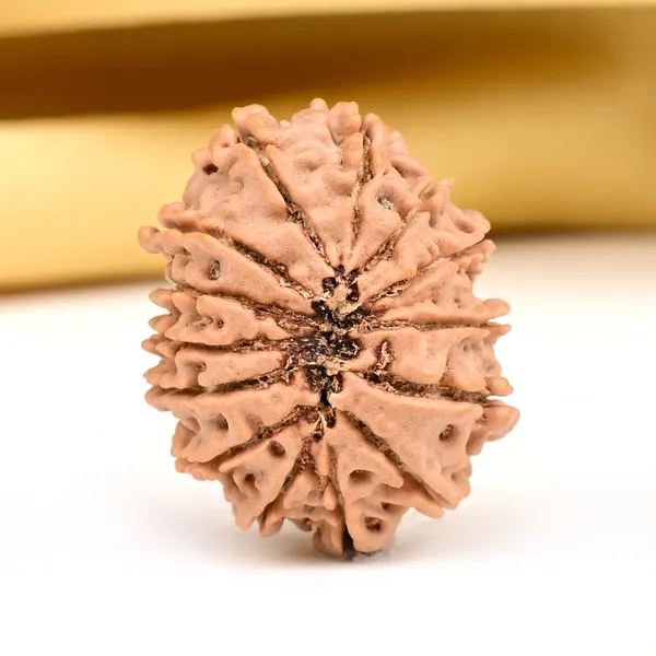 14_Mukhi_From_Nepal_Small_Ccxxi