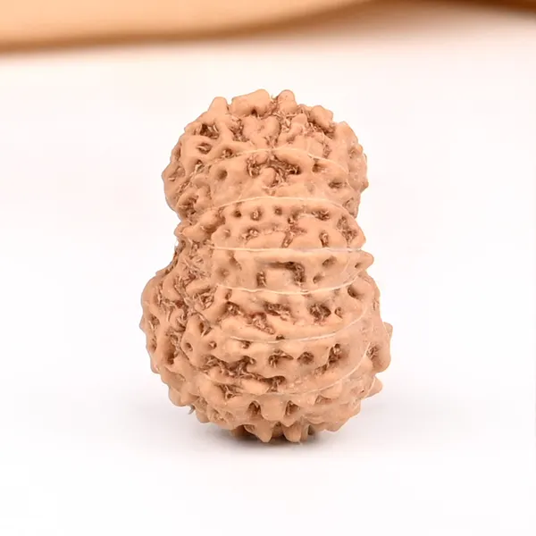 15_Mukhi_From_Java_Indonesia_Small_Ccxlv