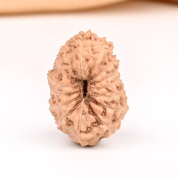 15_Mukhi_From_Java_Indonesia_Small_Ccxlv