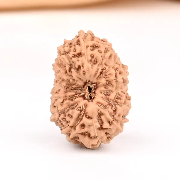 15_Mukhi_From_Java_Indonesia_Small_Ccxlv