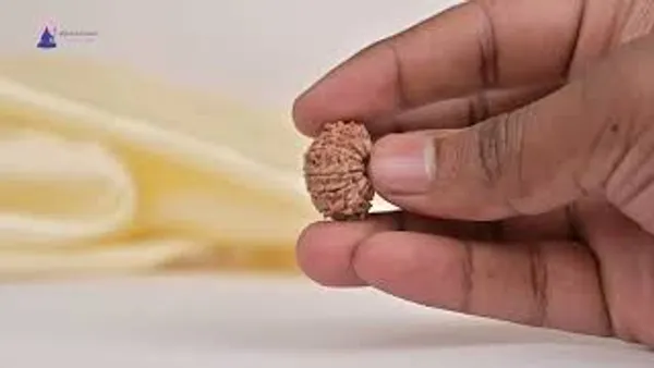Techpandit_14_Mukhi_Nepali_Rudraksha_Bead