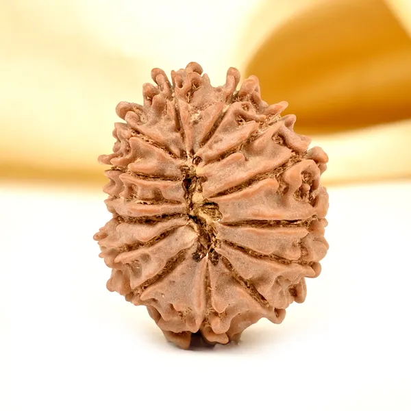 Techpandit_14_Mukhi_Nepali_Rudraksha_Bead