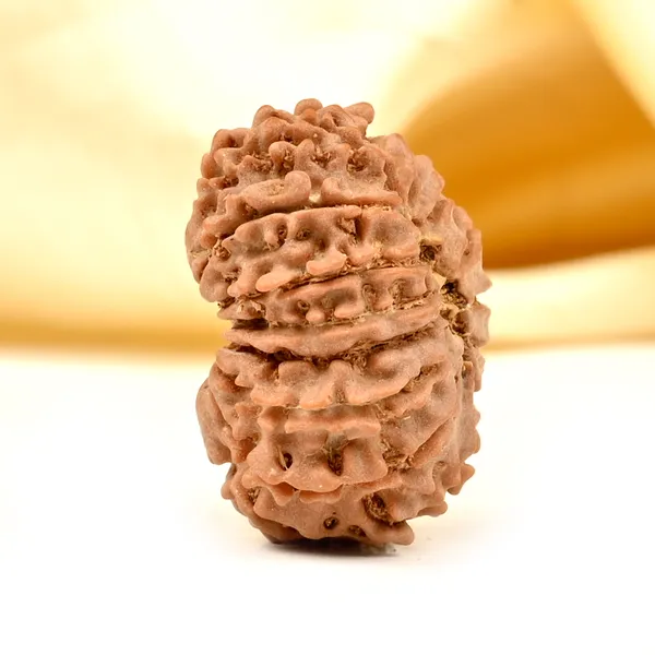 Techpandit_14_Mukhi_Nepali_Rudraksha_Bead