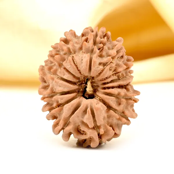 Techpandit_14_Mukhi_Nepali_Rudraksha_Bead