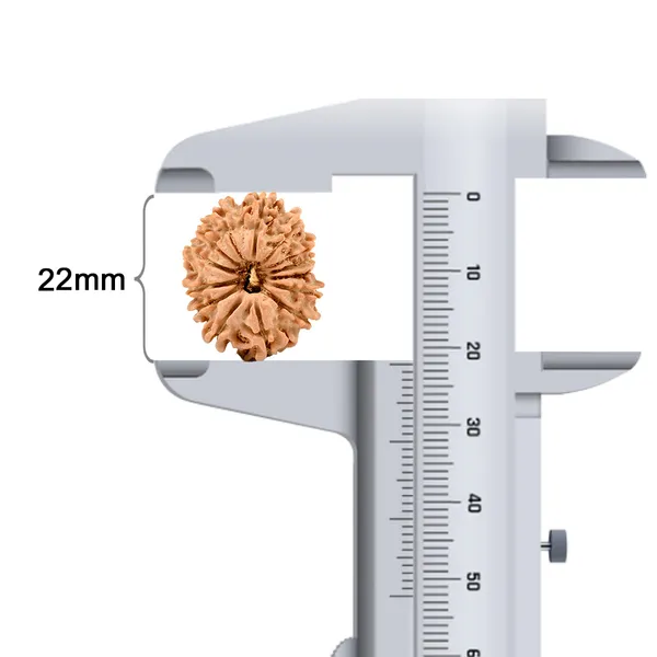 Techpandit_14_Mukhi_Nepali_Rudraksha_Bead