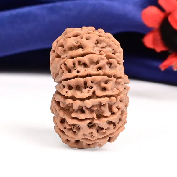 12_Mukhi_From_Nepal_Large_Cxvi