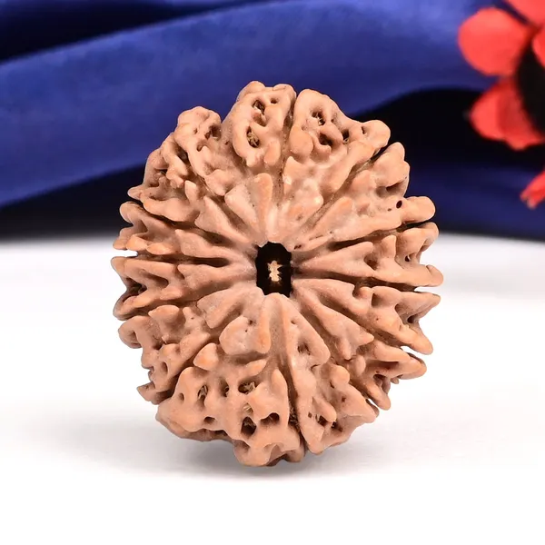 12_Mukhi_From_Nepal_Large_Cxvi