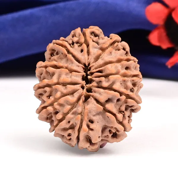 12_Mukhi_From_Nepal_Large_Cxvi