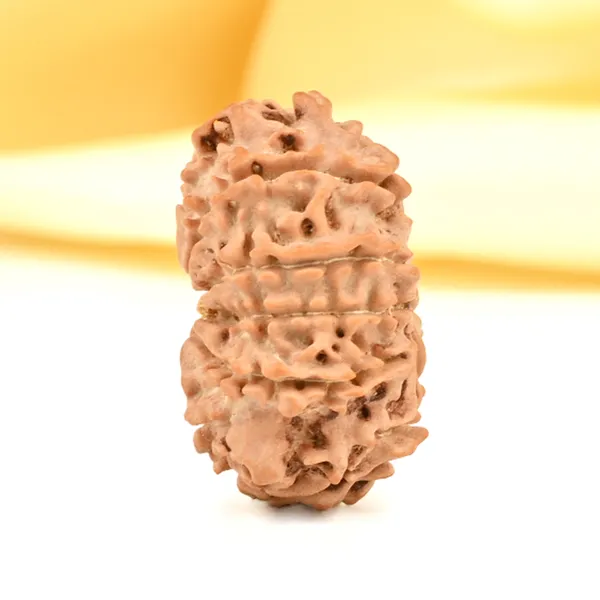 10_Mukhi_From_Nepal_Small_Cdxii