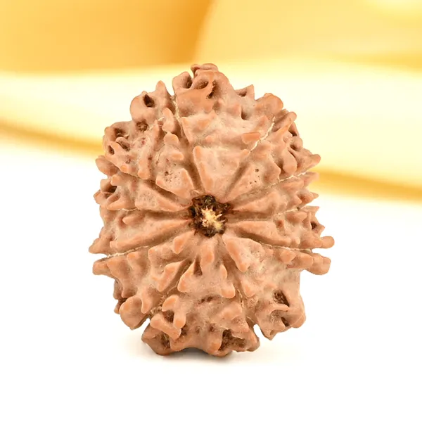 10_Mukhi_From_Nepal_Small_Cdxii