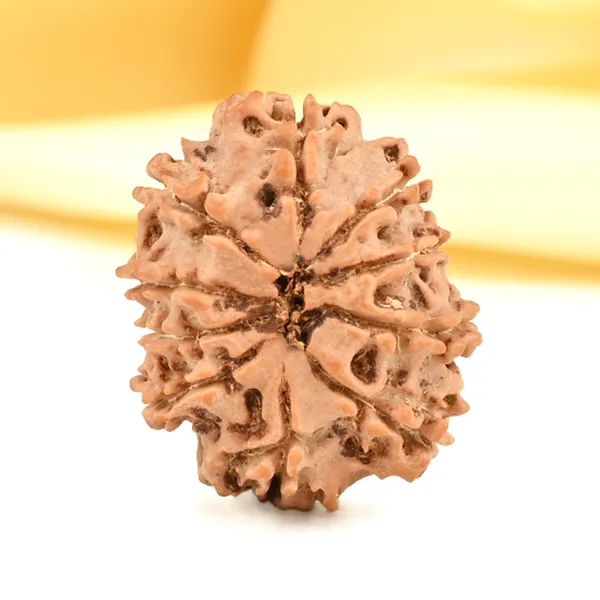 10_Mukhi_From_Nepal_Small_Cdxii