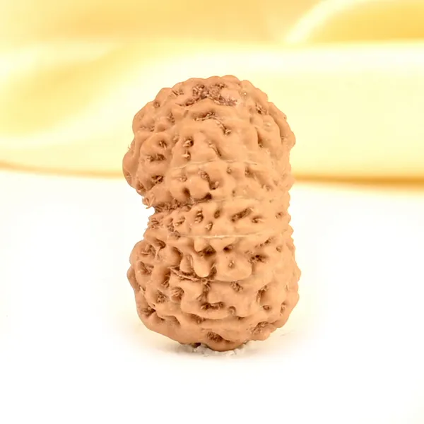 14_Mukhi_Rudraksha_Bead_Indonesia_Brown_Deva_Mani