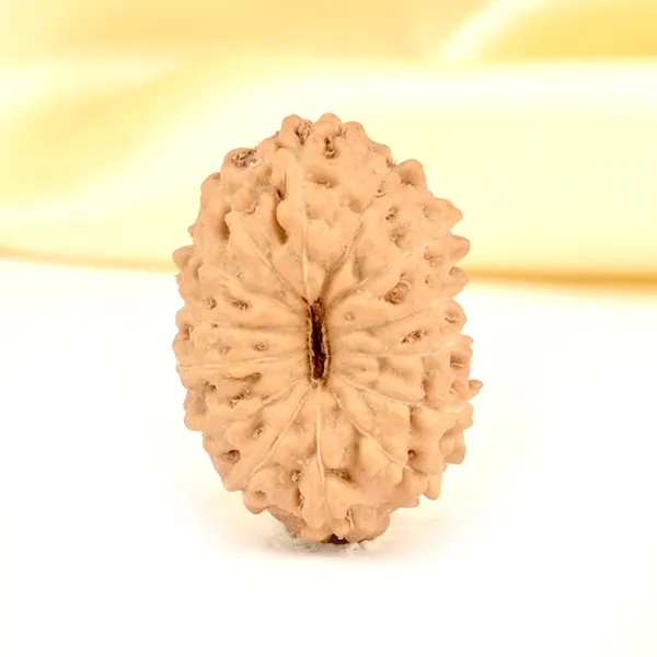 14_Mukhi_Rudraksha_Bead_Indonesia_Brown_Deva_Mani