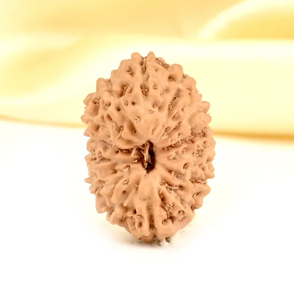 14_Mukhi_Rudraksha_Bead_Indonesia_Brown_Deva_Mani