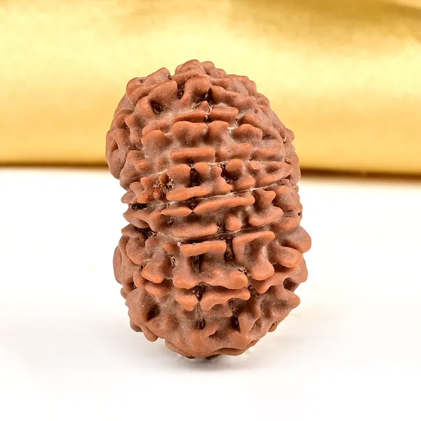 15_Mukhi_From_Nepal_Small_Clxv