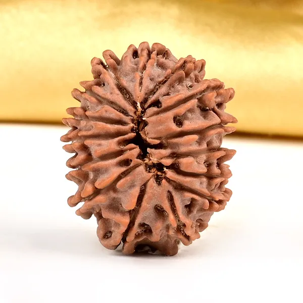 15_Mukhi_From_Nepal_Small_Clxv