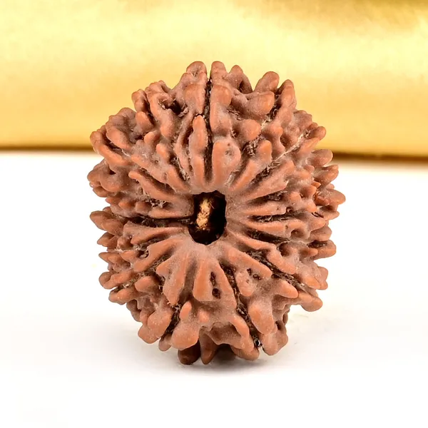 15_Mukhi_From_Nepal_Small_Clxv