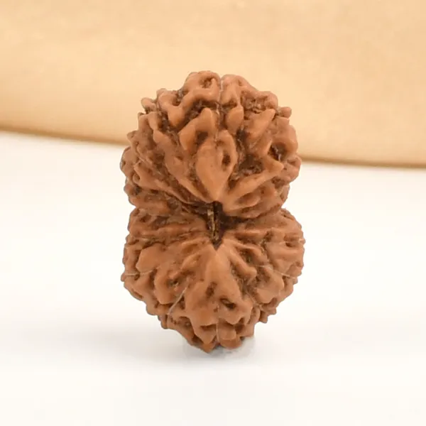 16_Mukhi_Rudraksha_Bead_Indonesia