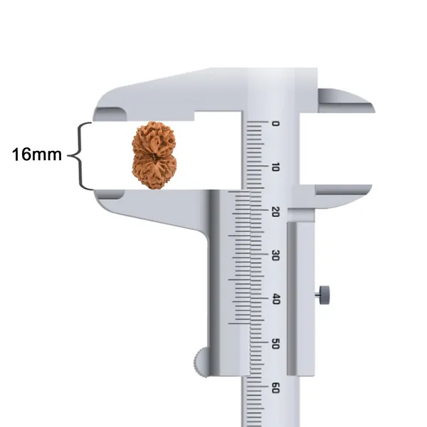 16_Mukhi_Rudraksha_Bead_Indonesia