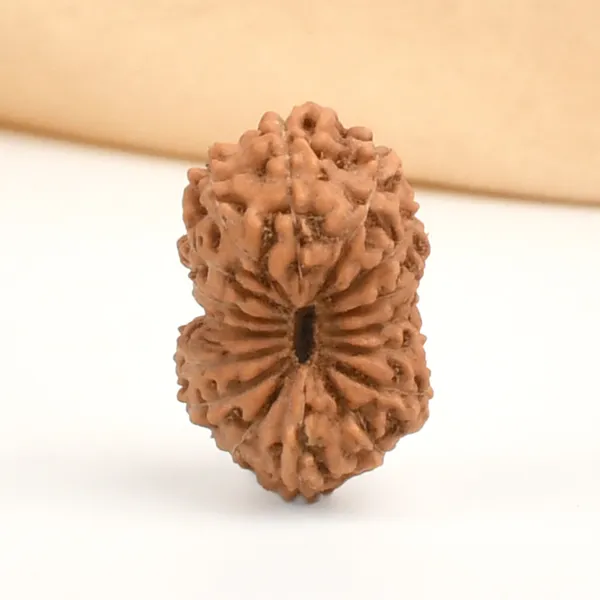 16_Mukhi_Rudraksha_Bead_Indonesia