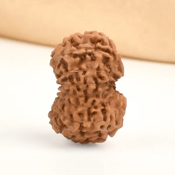 16_Mukhi_Rudraksha_Bead_Indonesia
