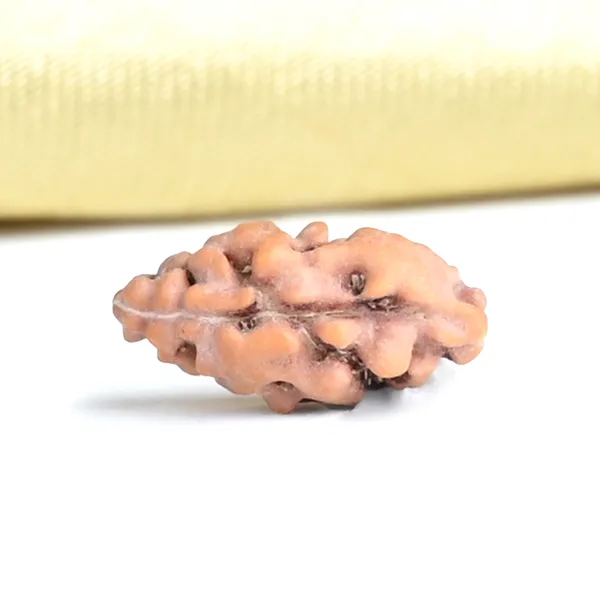 1_Mukhi_From_Java_Indonesia_Xxiii