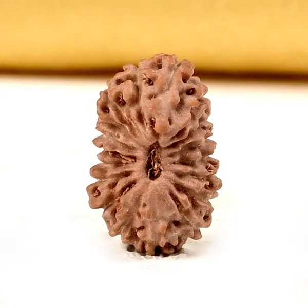 18_Mukhi_Indonesian_Rudraksha_Bead_-_Bhumi_Devi