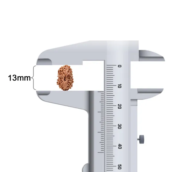18_Mukhi_Indonesian_Rudraksha_Bead_-_Bhumi_Devi