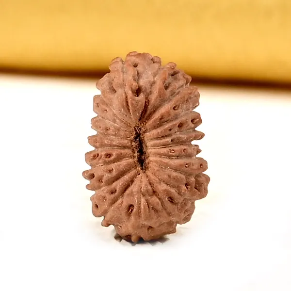 18_Mukhi_Indonesian_Rudraksha_Bead_-_Bhumi_Devi