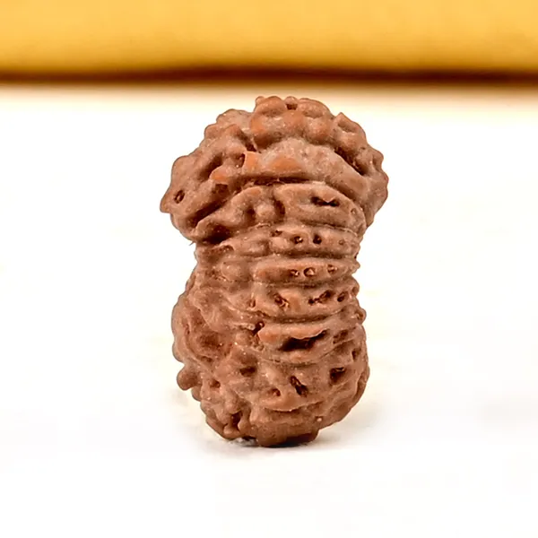 18_Mukhi_Indonesian_Rudraksha_Bead_-_Bhumi_Devi